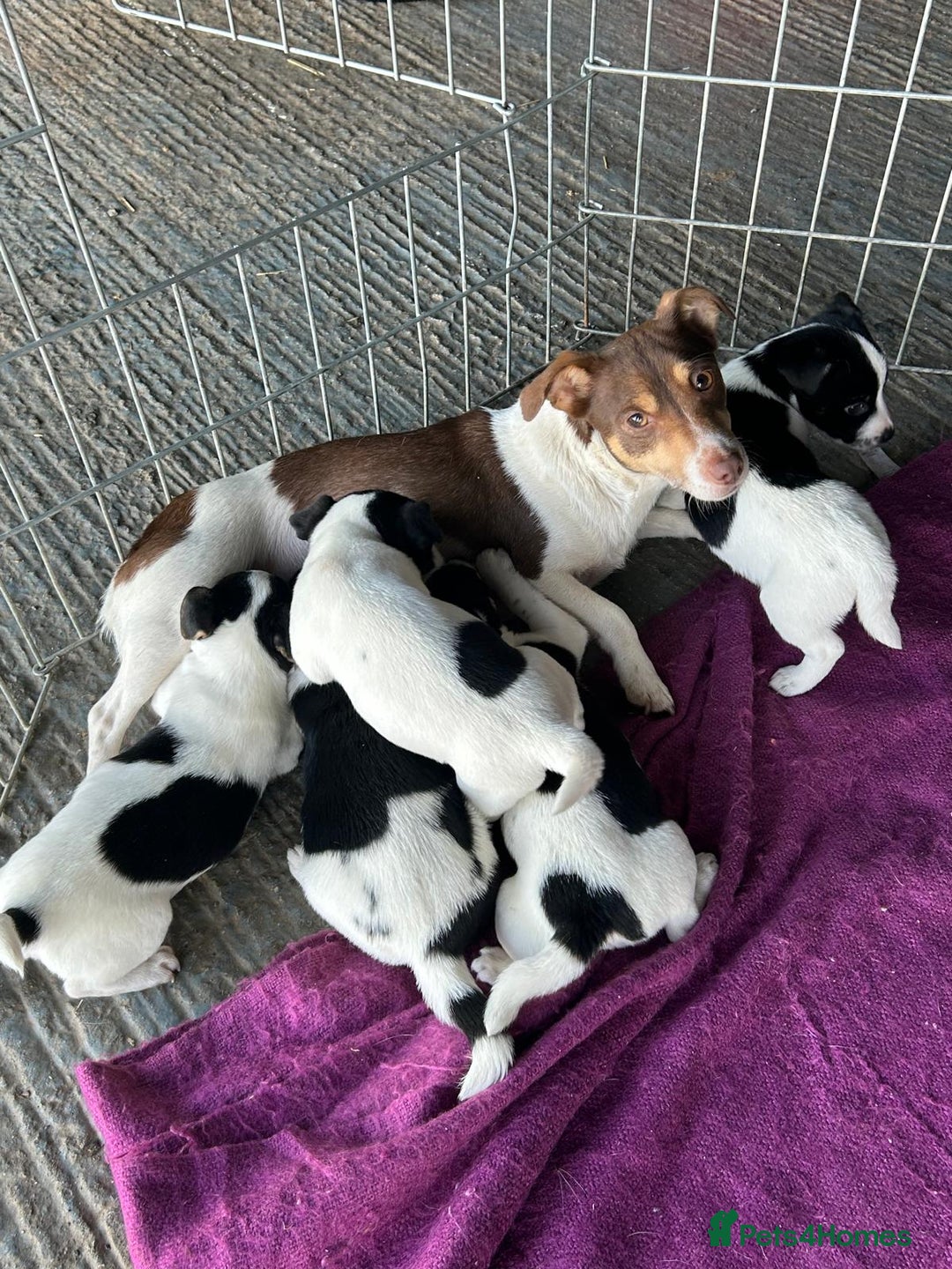 Jack Russell dogs for sale: Jack Russell Puppies - Advert 6