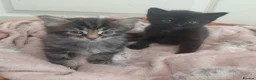 Mixed Breed cats for sale: 2 fluffy kittens - Advert 2