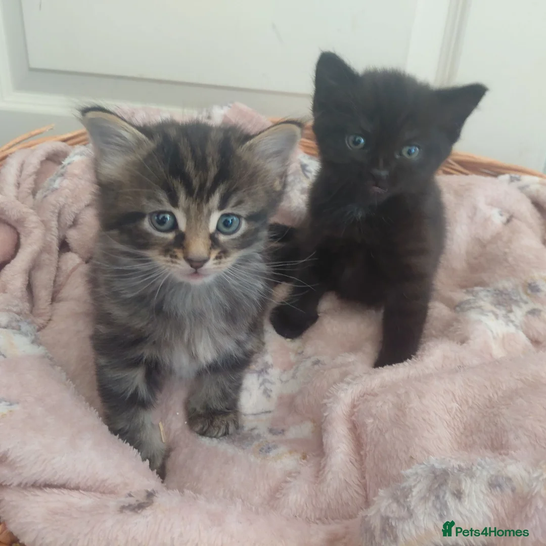 Mixed Breed cats for sale: 2 fluffy kittens - Advert 2