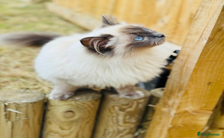 Ragdoll cats - Advert 1