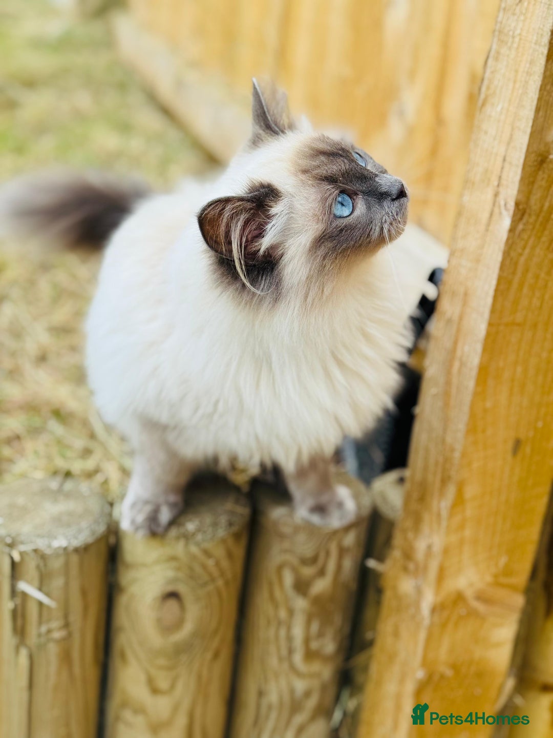 Ragdoll cats for sale: Beautiful 9 month blue point ragdoll for rehoming  - Image 1