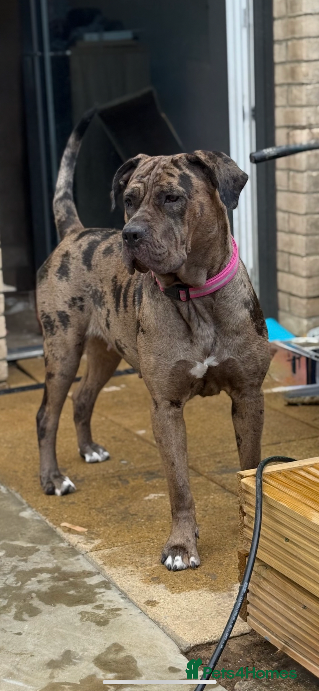 Cane Corso dogs for sale: Beautiful Cane Corso Puppies. - Advert 13