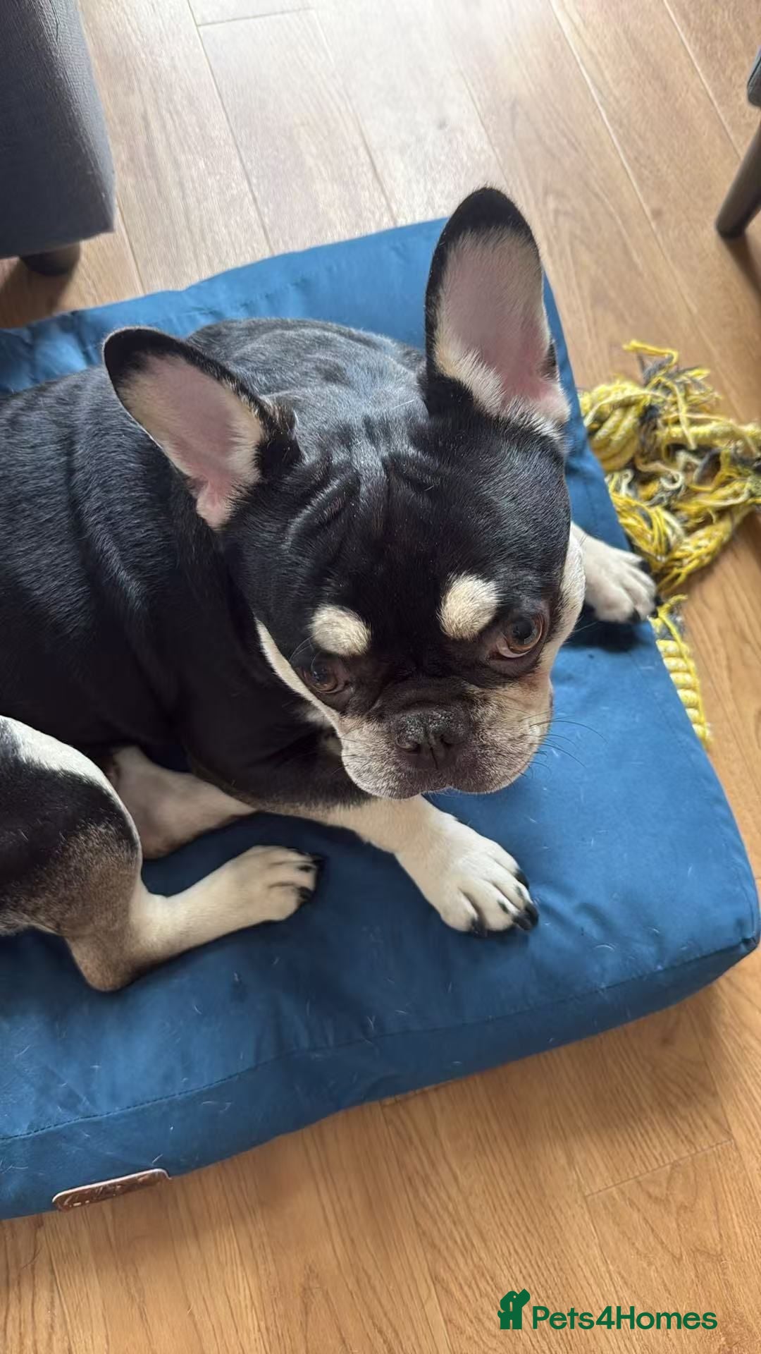 French Bulldog dogs Lovely French Bulldog - Advert 17