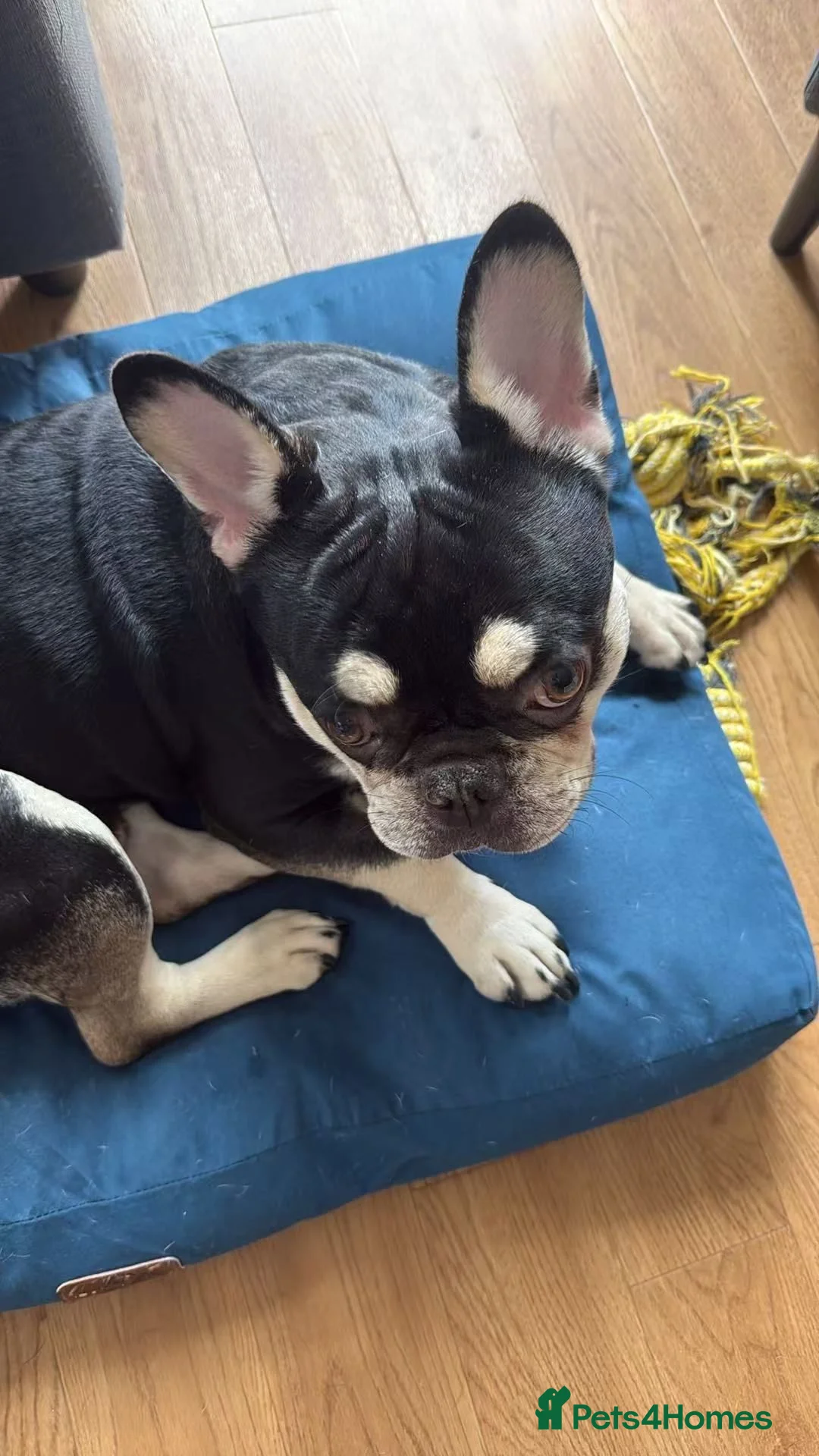 French Bulldog dogs for sale: Lovely French Bulldog in Bromley - Advert 1