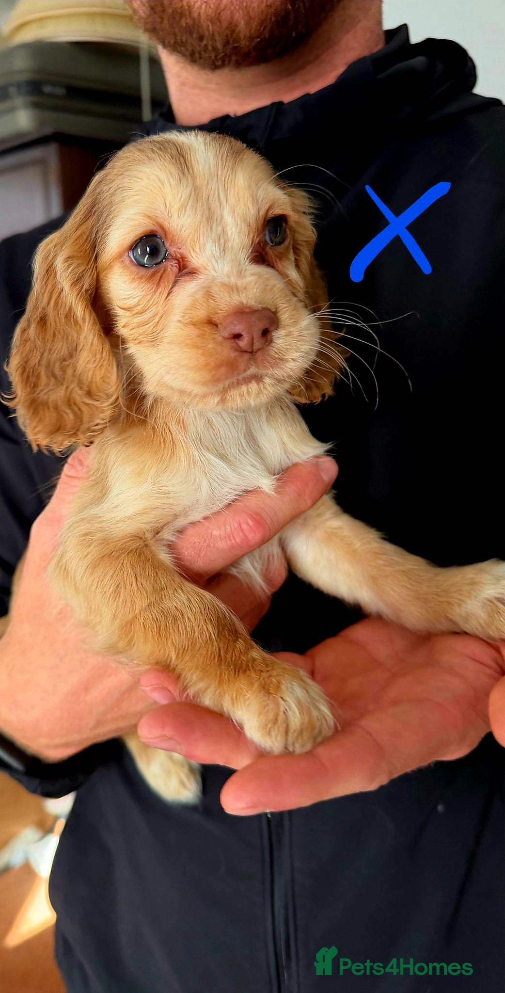 Cocker Spaniel dogs  Working Cockerspaniel puppies - Advert 9