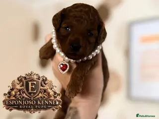 Toy Poodle dogs 5⭐️licensed ESPONJOSO tiny Half Asian Toy Poodle👑 - Advert 15