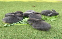 Mini Lop rabbits for sale: 6 beautiful baby mini lop bunnies 🐰  - Image 2