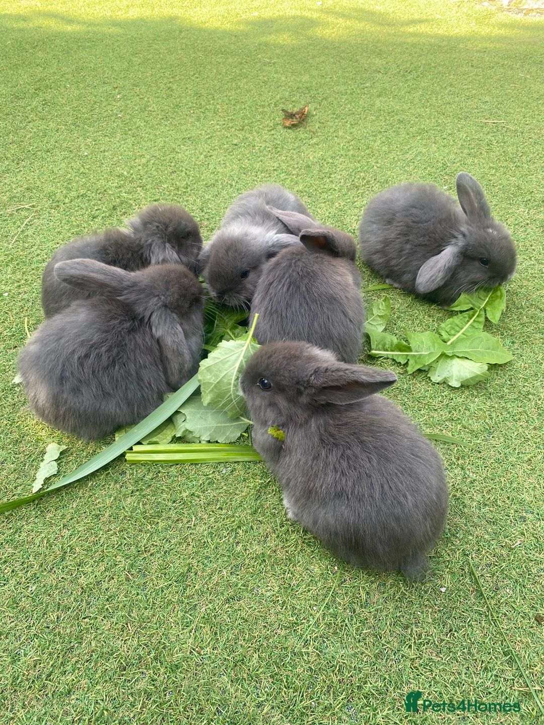 Mini Lop rabbits for sale: 6 beautiful baby mini lop bunnies 🐰  - Image 2