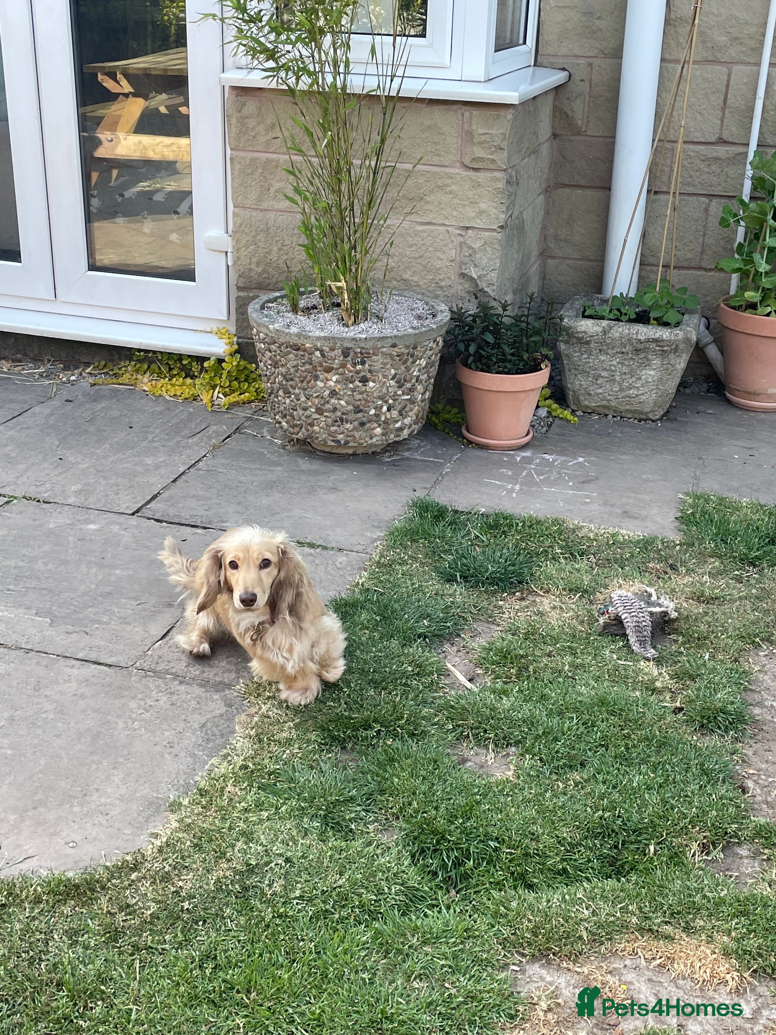 Miniature Dachshund dogs Miniature dachshund (long haired) - Advert 3