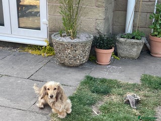 Miniature Dachshund dogs Miniature dachshund (long haired) - Advert 1