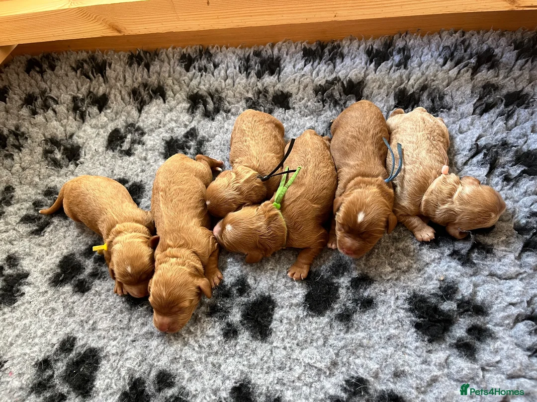 Cavapoo dogs for sale: Beautiful litter of Red F1 Cavapoo puppies - Advert 16