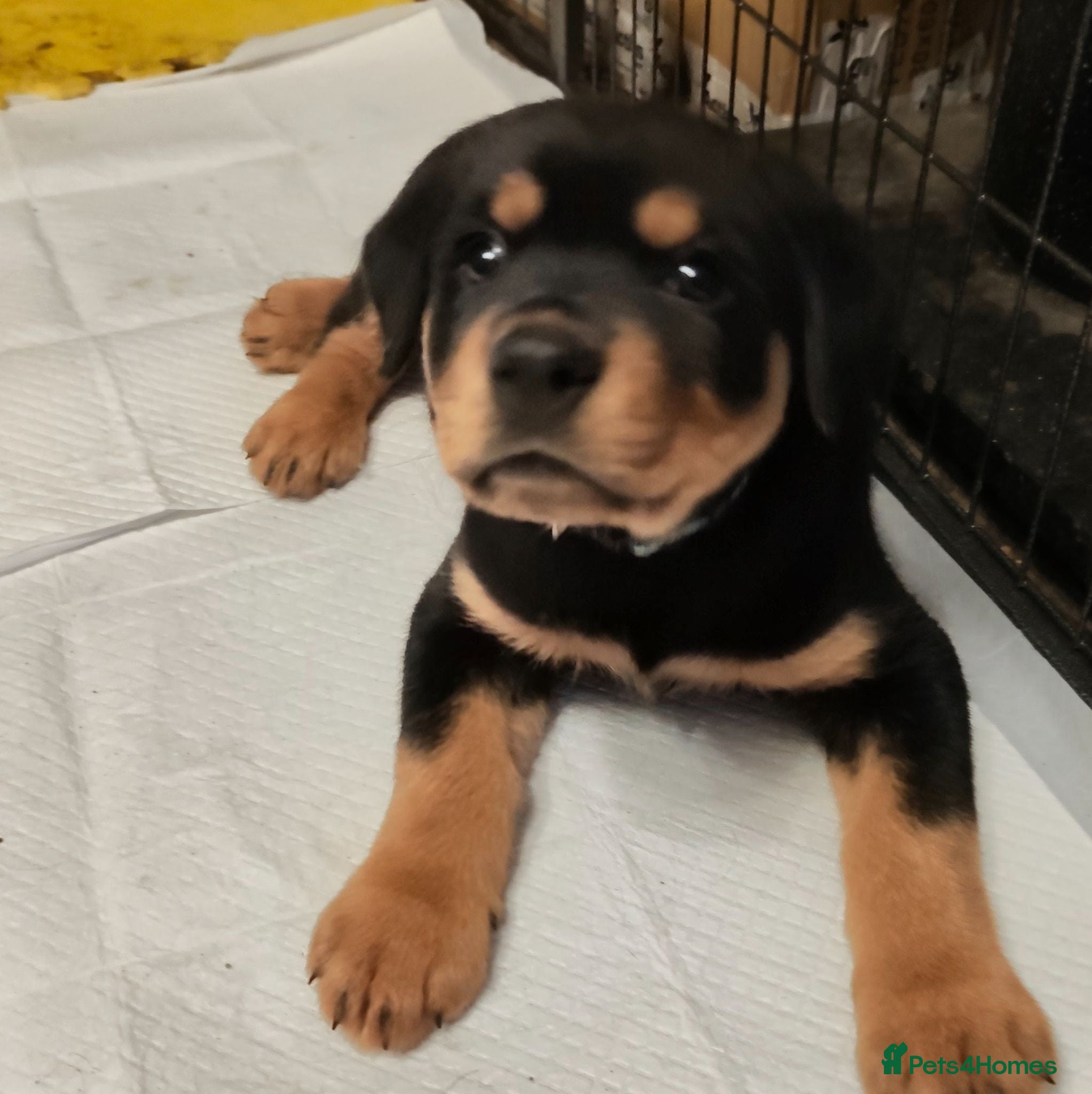 Rottweiler dogs Last pup from litter , male Second biggest pup - Advert 6
