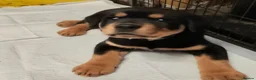 Rottweiler dogs for sale: Last pup from litter , male Second biggest pup - Advert 1