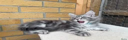 Maine Coon cats for sale: Black smoke Maine coon kittens champion blood line - Advert 19