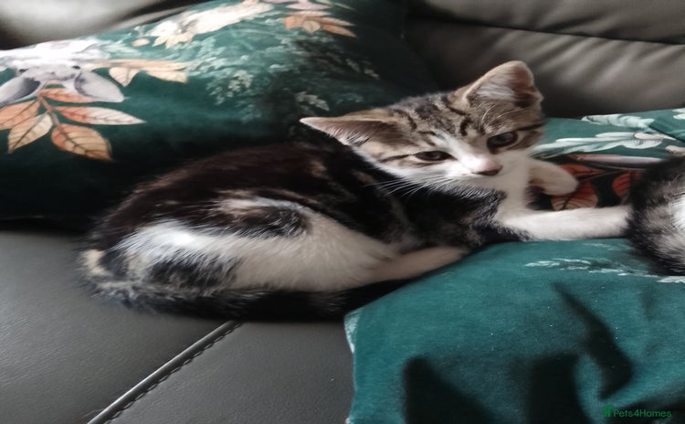Mixed Breed cats - Advert 12