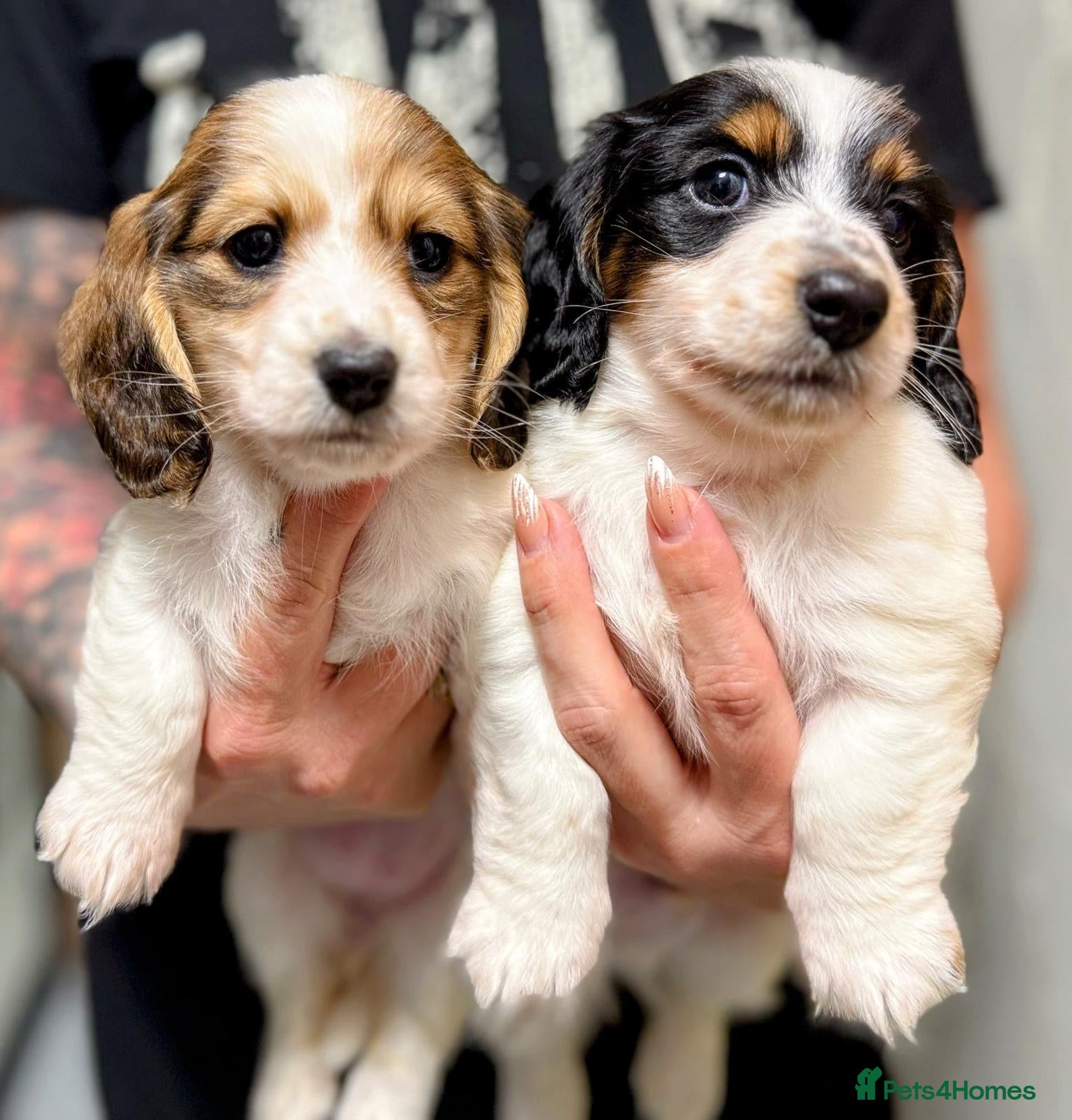 Miniature Dachshund dogs 2 piebald miniature long haired dachshund puppies  - Advert 2