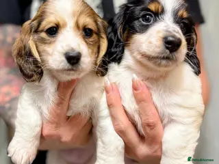 Miniature Dachshund dogs 2 piebald miniature long haired dachshund puppies - Advert 15