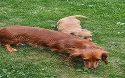 Dachshund dogs for sale: Dachshund miniature long hair  - Image 7