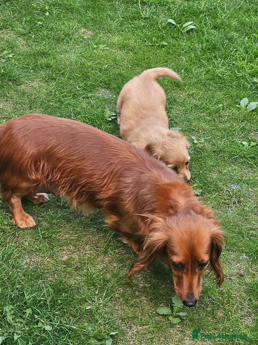 Dachshund dogs for sale: Dachshund miniature long hair  - Image 7