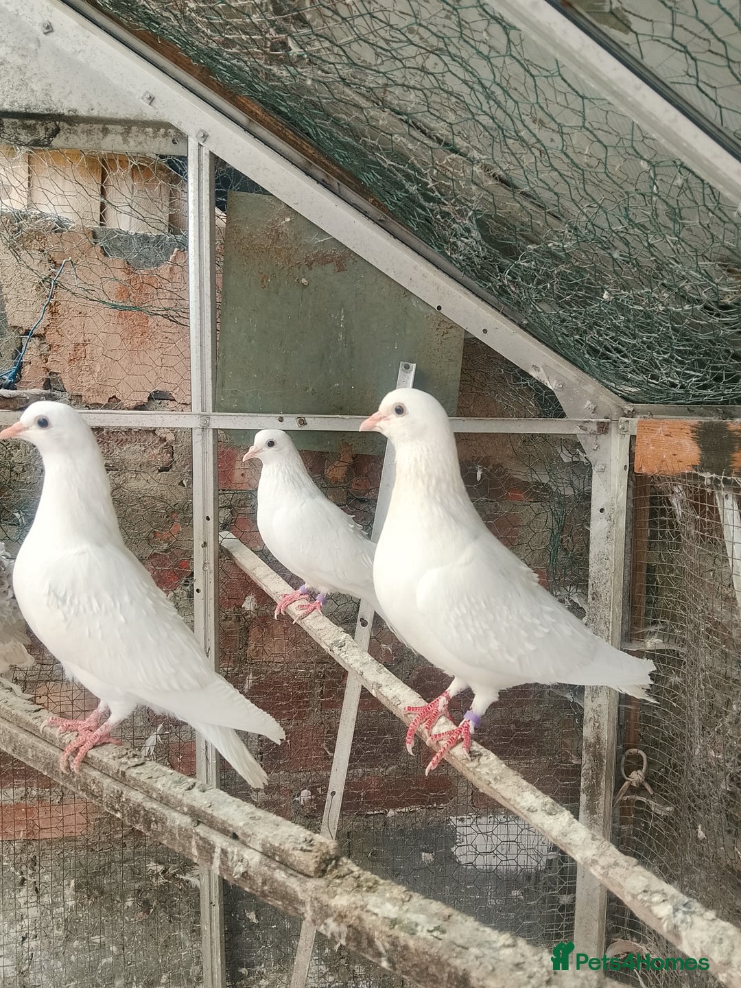 Pigeons birds for sale: Pigeon for sale - Image 18