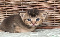 Abyssinian cats for sale: Marina  - Image 2