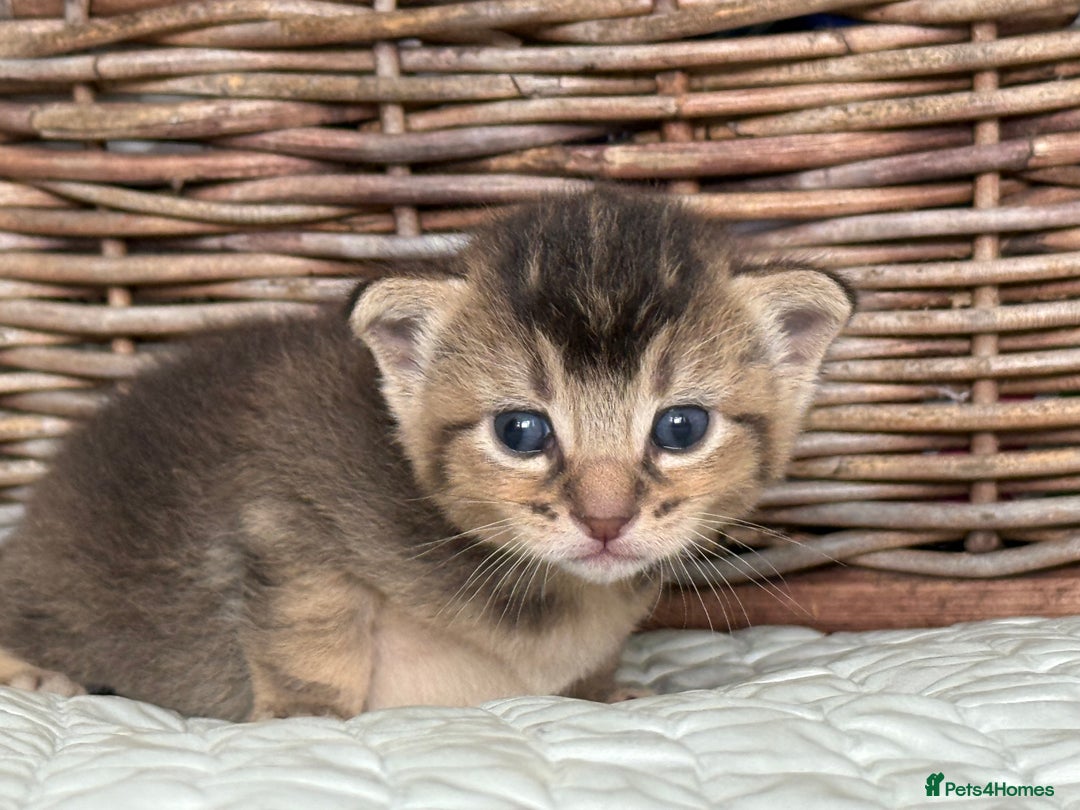 Abyssinian cats for sale: Marina  - Image 2