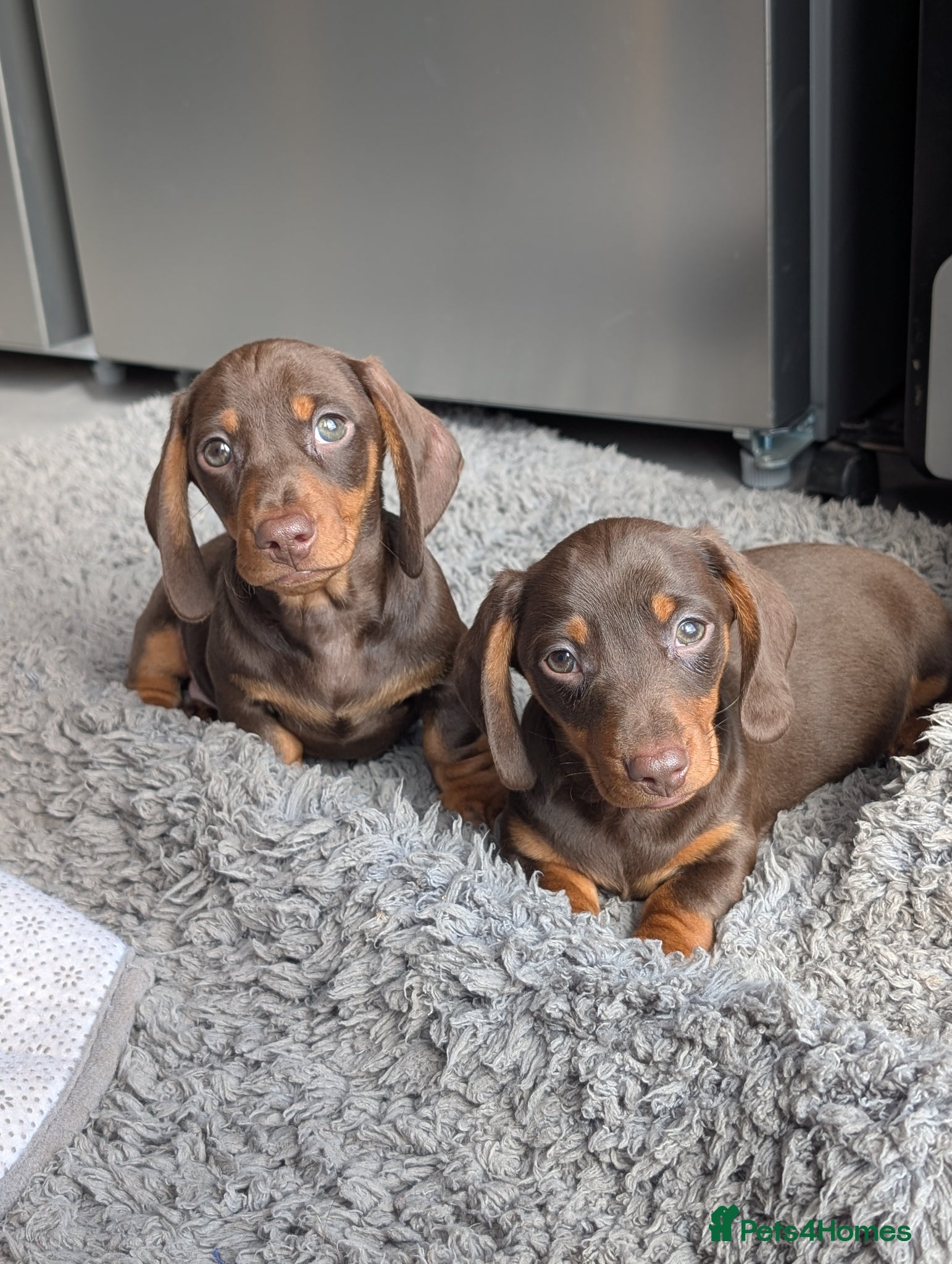 Miniature Dachshund dogs Gorgeous miniature chocolate dachshund  - Advert 2