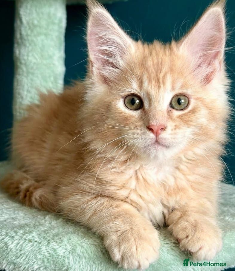 Maine Coon cats Pedigree Maine Coon kittens - Advert 3