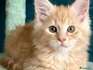 Maine Coon cats Pedigree Maine Coon kittens - Advert 3