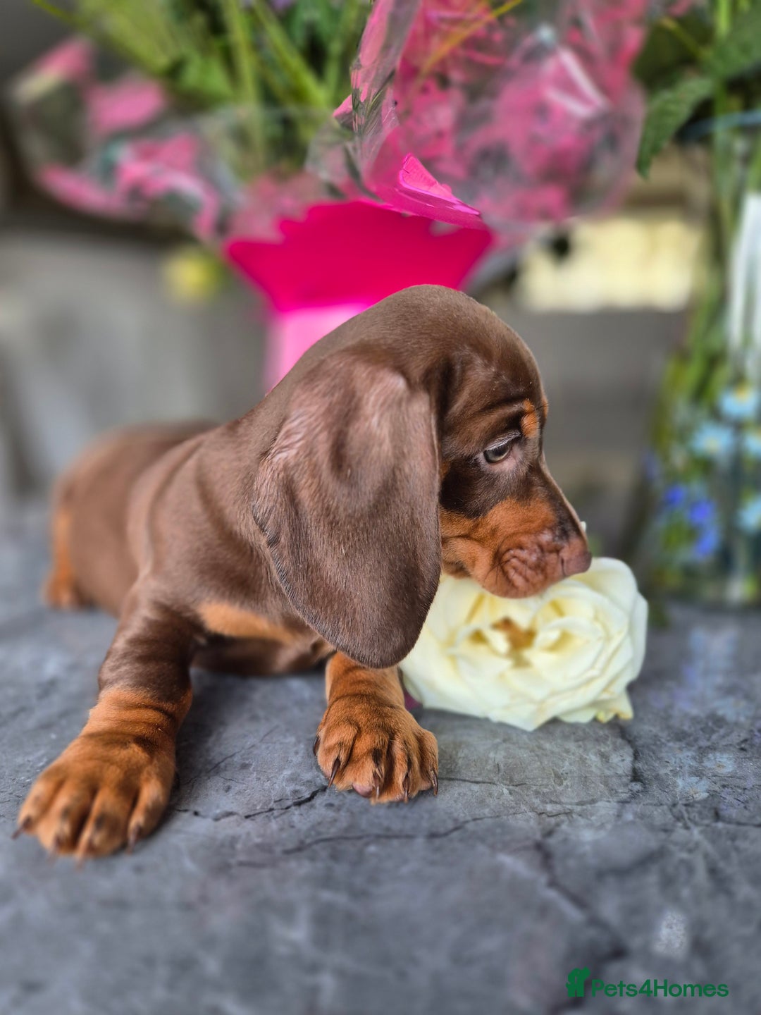 Dachshund dogs for sale: READY TO LEAVE Miniature dachshund puppies PRA CLR - Image 23