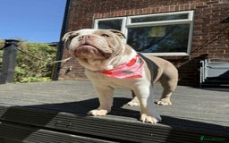 English Bulldog dogs for sale: English bulldog puppies due September 1st - Image 1