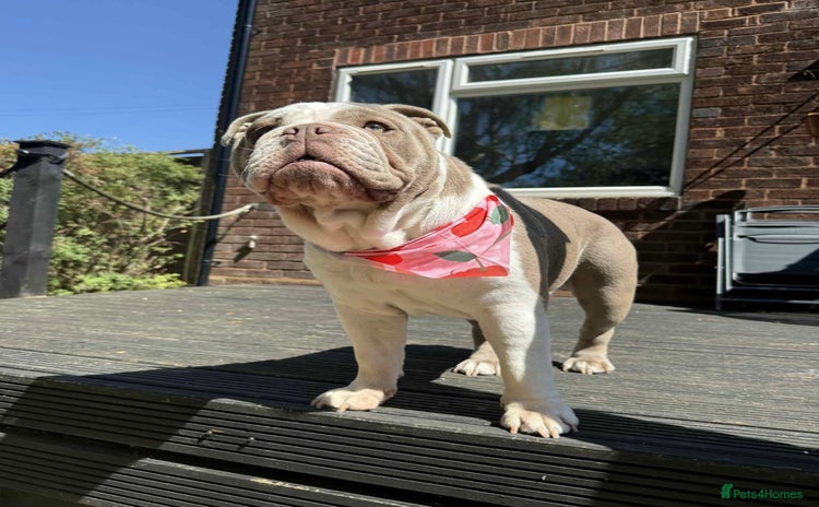 English Bulldog dogs - Advert 1