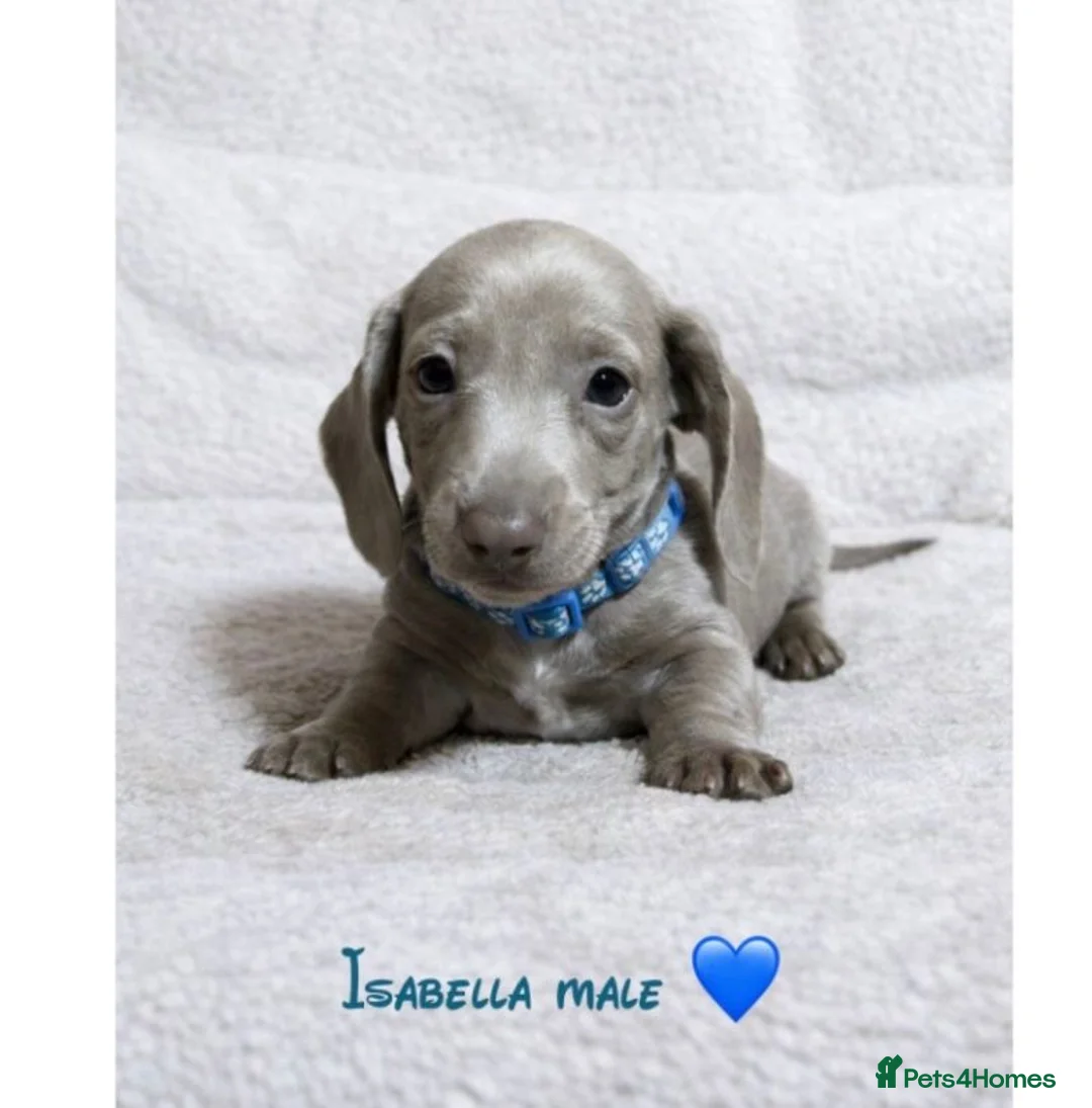 Miniature Dachshund dogs for sale: Miniature dachshund puppies  - Advert 2