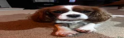 Cavalier King Charles Spaniel dogs for sale: Beautiful litter KC cavalier King Charles spaniel - Advert 6
