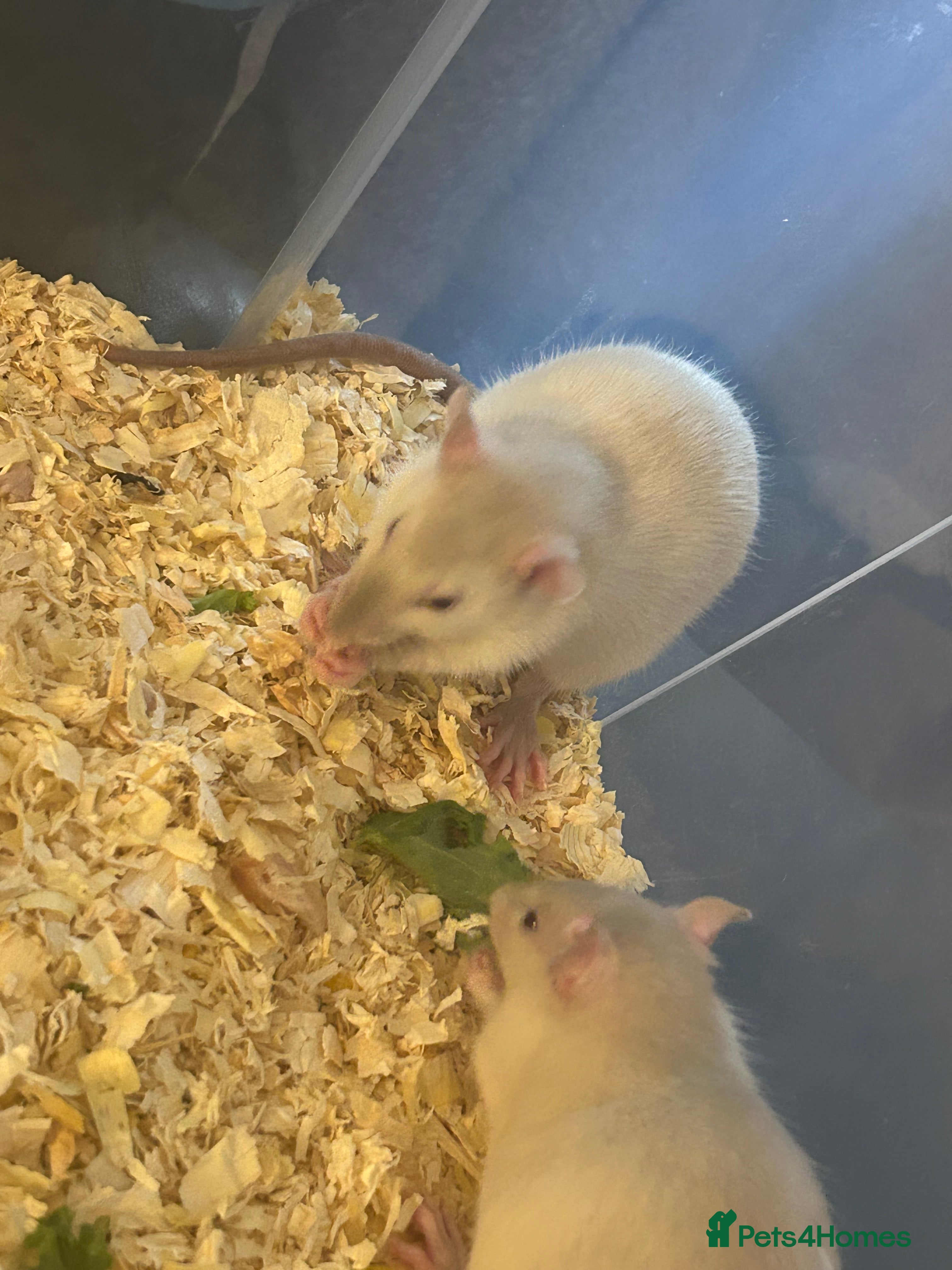 Rat rodents 1 boy left Ready now Beautiful Babies  - Advert 4