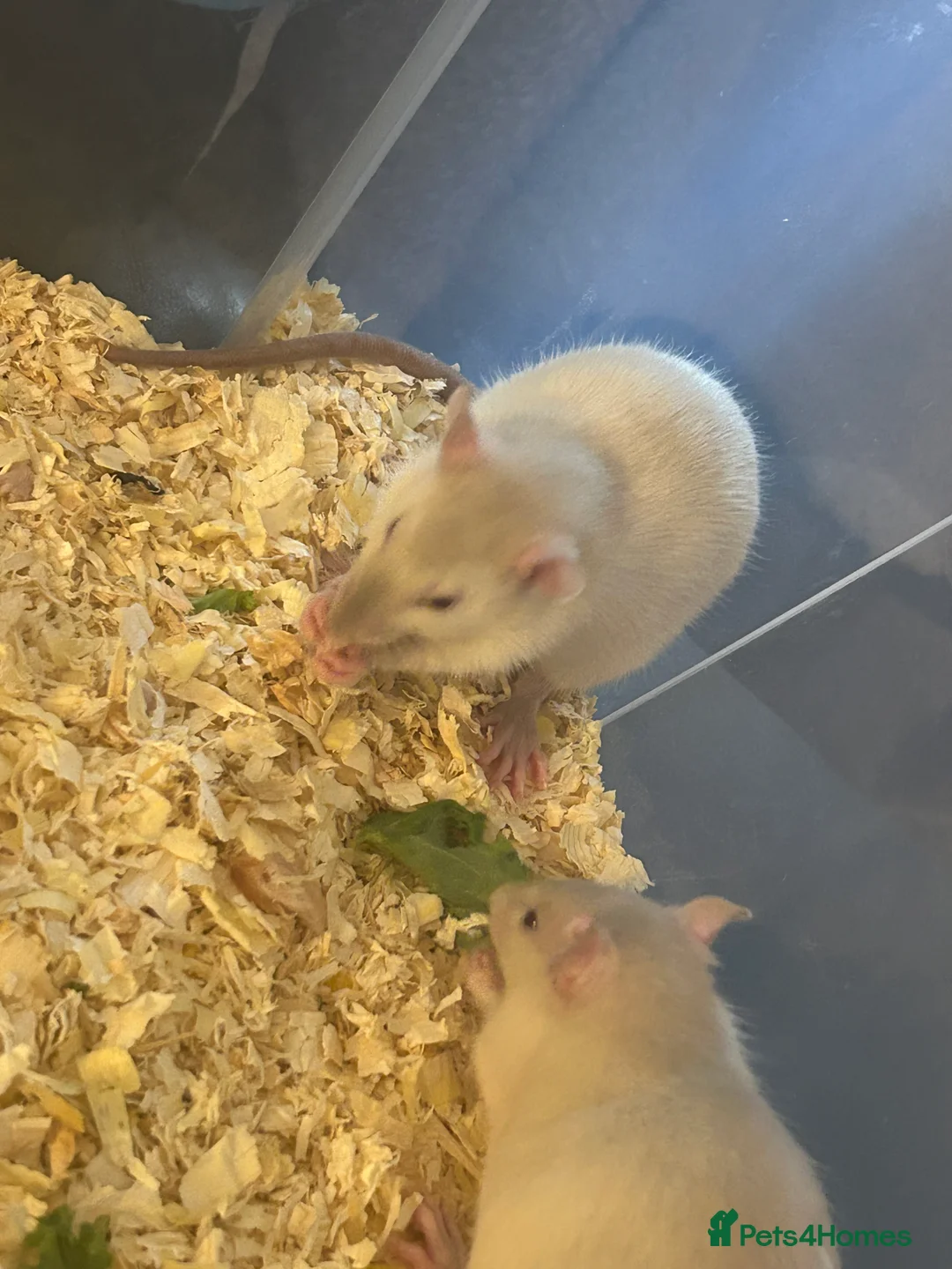 Rat rodents for sale: 4 boys left Ready now Beautiful Babies  - Advert 6