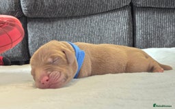 Labrador Retriever dogs for sale: Beautiful pedigree labrador puppies  - Image 11