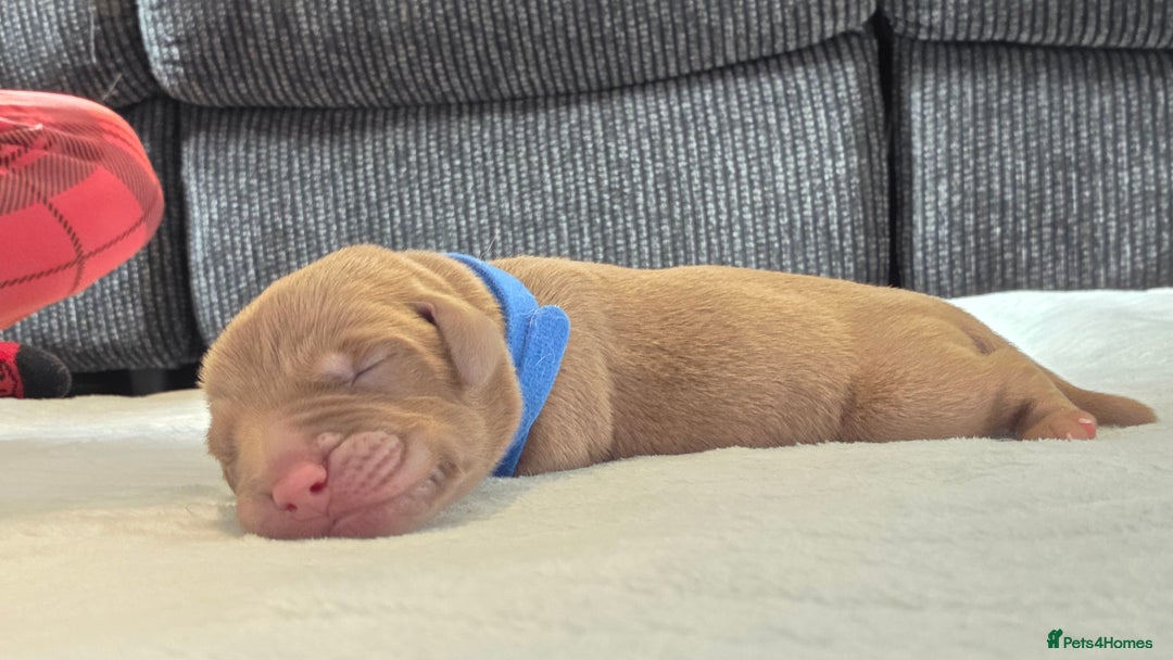 Labrador Retriever dogs for sale: Beautiful pedigree labrador puppies  - Image 11