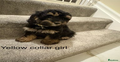 Cavapoo dogs Beautiful Cavapoo F1BB Puppies - Advert 9