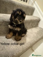 Cavapoo dogs Beautiful Cavapoo F1BB Puppies - Advert 2