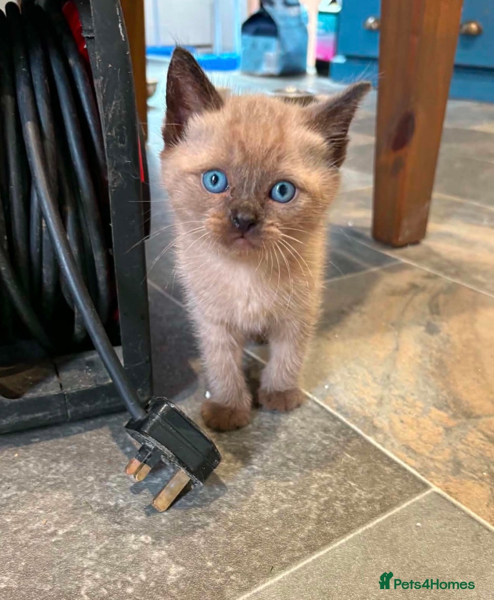 Ragdoll cats for sale: Beautiful Ragdoll Kittens – 2 Boys Available in Battle - Advert 2