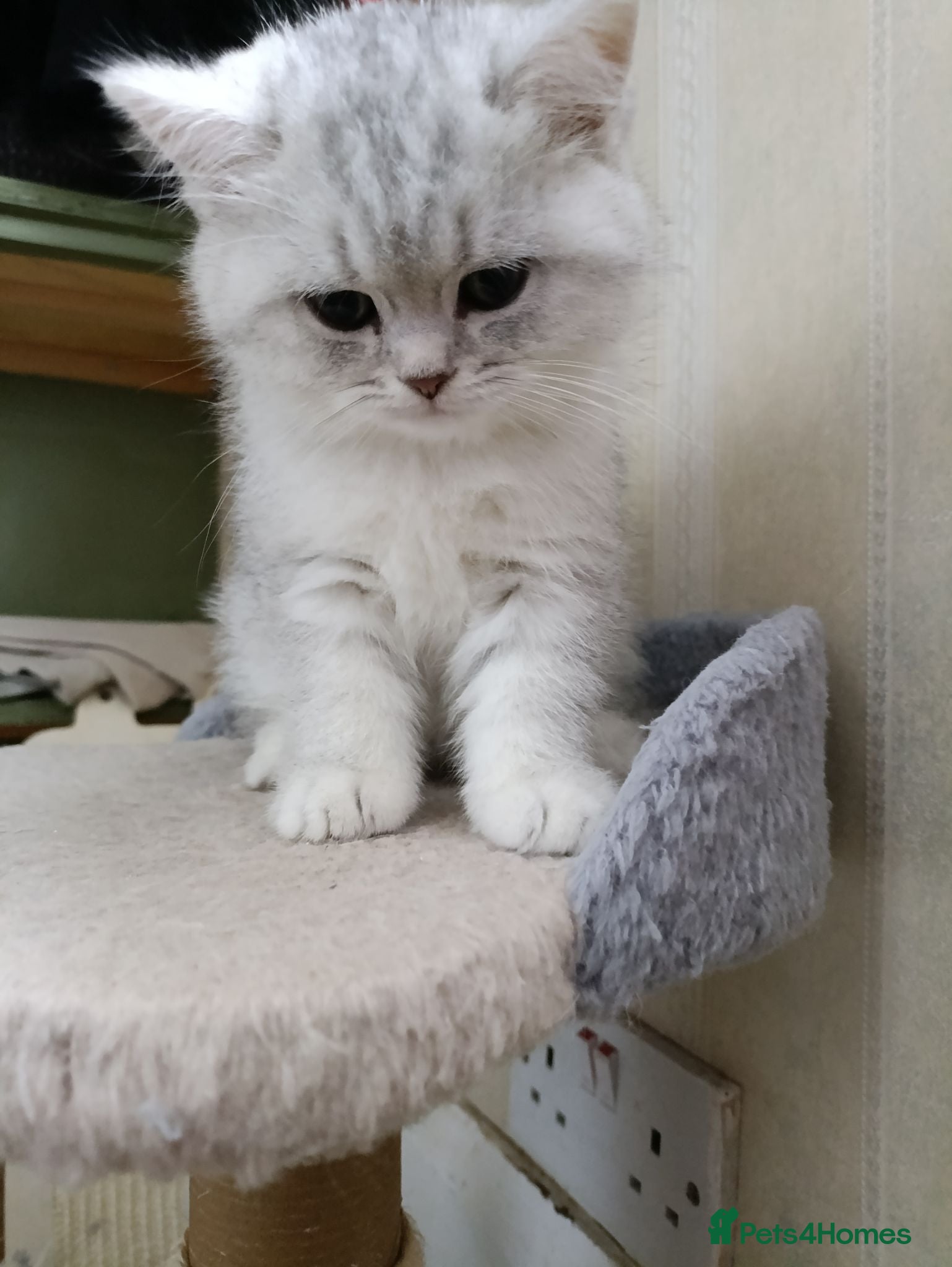 British Shorthair cats British Shorthair kitten - Advert 18