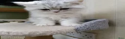 British Shorthair cats for sale: British Shorthair kitten - Advert 5