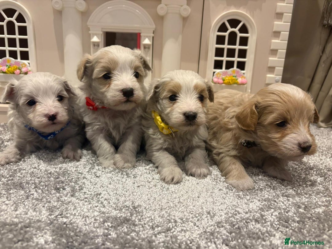 Maltipoo dogs for sale: 4 stunning maltipoo available  - Advert 5