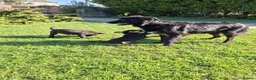 Australian Kelpie dogs for sale: Kelpie X collie puppies in Buxton - Advert 2
