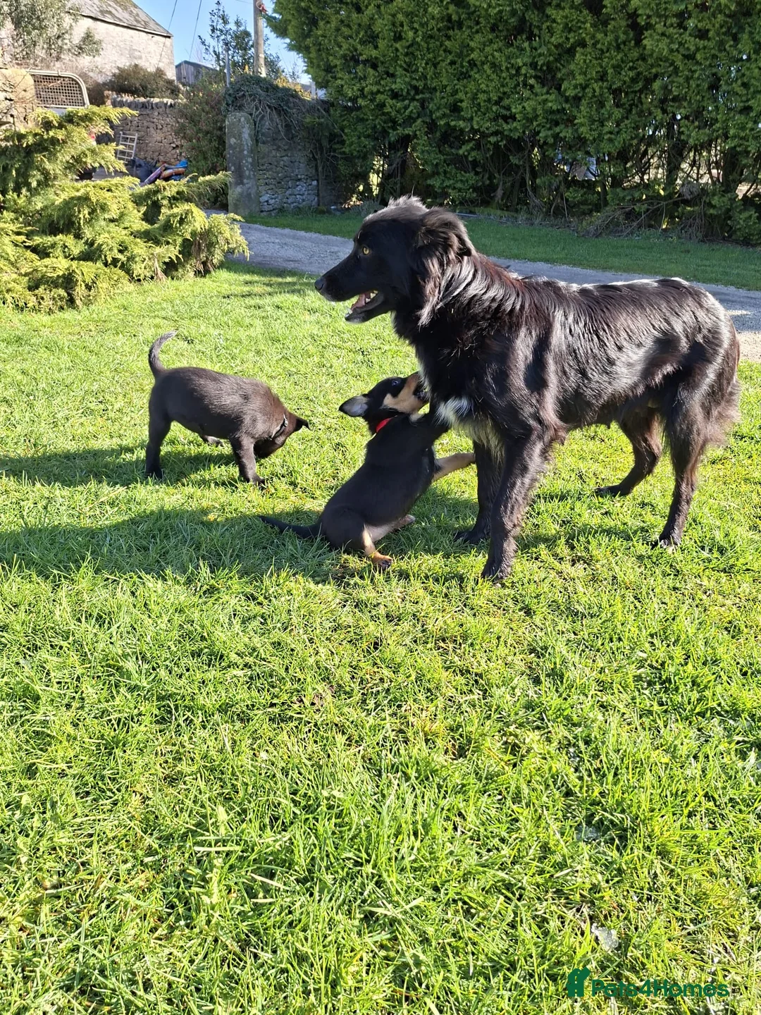 Australian Kelpie dogs for sale: Kelpie X collie puppies in Buxton - Advert 2