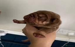 Mixed Breed dogs for sale: CHOCOLATE AND TAN ENGLISH x FRENCHIE - Image 1