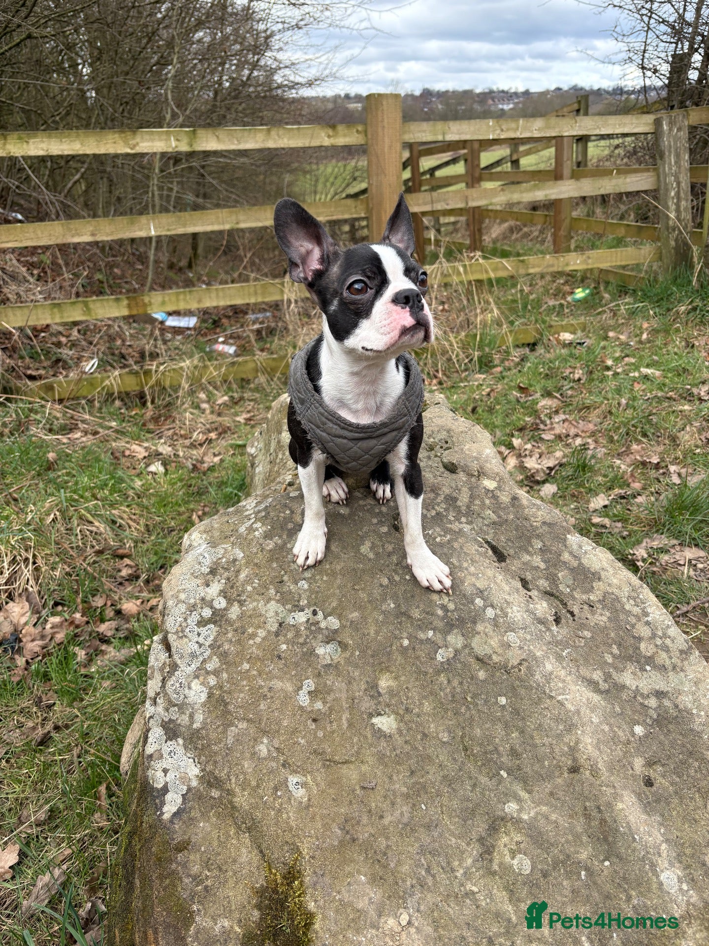 Mixed Breed dogs Rare Boston Terrier x Cockapoo Puppies - Advert 1
