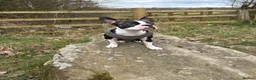 Mixed Breed dogs for sale: Rare Boston Terrier x Cockapoo Puppies in Batley - Advert 1