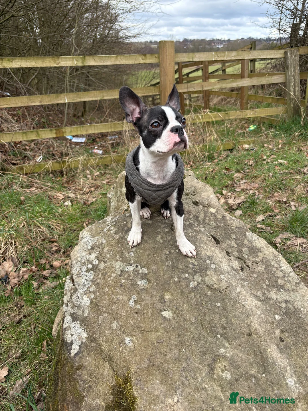 Mixed Breed dogs for sale: Rare Boston Terrier x Cockapoo Puppies in Batley - Advert 1